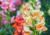 comprar sementes de boca-de-leão, semente de boca de leão, sementes de boca de leão, semente de Antirrhinum majus, semente de boca de leão sortido, semente de boca-de-leão, comprar sementes e bulbos