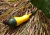 Sementes de abóbora brasileirinha em promoção, abóbora bi-color, comprar sementes de abóboras diversas, plantar abóbora no vaso, plantar sementes de abóbora brasileirinha duas cores na horta