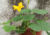Semente de Abóbora Paulista (Cucurbita moschata) - Armazém da Roça | Sementes, plantas e presentes