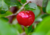 comprar semente orgânica de acerola, semente orgânica de frutas, comprar semente de acerola gigante, semente de acerola gigante, comprar semente de acerola orgânica, onde comprar semente de acerola gigante