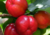 comprar semente orgânica de acerola, semente orgânica de frutas, comprar semente de acerola gigante, semente de acerola gigante, comprar semente de acerola orgânica, onde comprar semente de acerola gigante