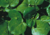 semente de agrião d'agua, comprar semente de agrião, onde comprar semente de agrião d'agua, comprar sementes de agrião d'agua, agrião d'agua, sementes de agrião, semente de hortaliças, sementes de ervas
