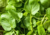 onde comprar sementes de agrião, comprar sementes de agrião seco, comprar sementes de agrião, semente de agrião, semente de agrião seco, semente de hortaliças, comprar semente de ervas, comprar sementes de hortaliças