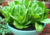 Semente de alface romana em promoção, comprar semente de alface romana, plantar semente de alface romana na horta, plantar alface romana no vaso,  plantar alface romana no  jardim, comprar sementes de alface romana