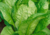 Semente de alface romana em promoção, comprar semente de alface romana, plantar semente de alface romana na horta, plantar alface romana no vaso,  plantar alface romana no  jardim, comprar sementes de alface romana