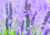 semente de alfazema, onde comprar sementes de alfazema, comprar sementes de lavanda, onde comprar sementes  de lavanda, sementes de ervas, comprar sementes de alfazema, comprar sementes de ervas para chá, comprar sementes de alfazema, comprar sementes de 