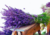 semente de alfazema, onde comprar sementes de alfazema, comprar sementes de lavanda, onde comprar sementes  de lavanda, sementes de ervas, comprar sementes de alfazema, comprar sementes de ervas para chá, comprar sementes de alfazema, comprar sementes de 