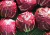 semente de almeirão vermelho, sementes de almeirão de cabeça vermelho, comprar sementes de almeirão de cabeça vermelho, comprar semente de almeirão de cabeça vermelho, semente de almeirão diferente