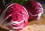 semente de almeirão vermelho, sementes de almeirão de cabeça vermelho, comprar sementes de almeirão de cabeça vermelho, comprar semente de almeirão de cabeça vermelho, semente de almeirão diferente