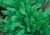 semente de almeirão verde spadona, semente de almeirão azul, semente de almeirão azulado, semente de cichorium intybus, sementes de almeirão verde spadona, sementes de almeirão azulado, sementes de almeirão