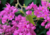 semente de amor agarradinho, sementes de amor agarradinho, semente de amor agarradinho rosa, semente de planta medicinal, comprar sementes de amor agarradinho, onde comprar semente de amor agarradinho, amor agarradinho, sementes de trepadeira