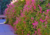 semente de amor agarradinho, sementes de amor agarradinho, semente de amor agarradinho rosa, semente de planta medicinal, comprar sementes de amor agarradinho, onde comprar semente de amor agarradinho, amor agarradinho, sementes de trepadeira