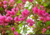 semente de amor agarradinho, sementes de amor agarradinho, semente de amor agarradinho rosa, semente de planta medicinal, comprar sementes de amor agarradinho, onde comprar semente de amor agarradinho, amor agarradinho, sementes de trepadeira