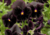 Comprar sementes de flor, semente de flores exóticas, sementes de amor perfeito eclipse, semente de amor-perfeito escuro, sementes para presente, plantar semente de flor no jardim, plantar sementes no vaso, comprar sementes de flor, comprar sementes de am