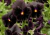 Comprar sementes de flor, semente de flores exóticas, sementes de amor perfeito eclipse, semente de amor-perfeito escuro, sementes para presente, plantar semente de flor no jardim, plantar sementes no vaso, comprar sementes de flor, comprar sementes de am
