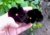 Comprar sementes de flor, semente de flores exóticas, sementes de amor perfeito eclipse, semente de amor-perfeito escuro, sementes para presente, plantar semente de flor no jardim, plantar sementes no vaso, comprar sementes de flor, comprar sementes de am