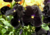 Comprar sementes de flor, semente de flores exóticas, sementes de amor perfeito eclipse, semente de amor-perfeito escuro, sementes para presente, plantar semente de flor no jardim, plantar sementes no vaso, comprar sementes de flor, comprar sementes de am