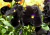 Comprar sementes de flor, semente de flores exóticas, sementes de amor perfeito eclipse, semente de amor-perfeito escuro, sementes para presente, plantar semente de flor no jardim, plantar sementes no vaso, comprar sementes de flor, comprar sementes de am
