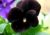 Comprar sementes de flor, semente de flores exóticas, sementes de amor perfeito eclipse, semente de amor-perfeito escuro, sementes para presente, plantar semente de flor no jardim, plantar sementes no vaso, comprar sementes de flor, comprar sementes de am