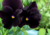 Comprar sementes de flor, semente de flores exóticas, sementes de amor perfeito eclipse, semente de amor-perfeito escuro, sementes para presente, plantar semente de flor no jardim, plantar sementes no vaso, comprar sementes de flor, comprar sementes de am