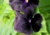 Comprar sementes de flor, semente de flores exóticas, sementes de amor perfeito eclipse, semente de amor-perfeito escuro, sementes para presente, plantar semente de flor no jardim, plantar sementes no vaso, comprar sementes de flor, comprar sementes de am