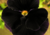 Semente de Amor Perfeito Eclipse (Viola x wittrockiana) - comprar online