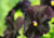 Comprar sementes de flor, semente de flores exóticas, sementes de amor perfeito eclipse, semente de amor-perfeito escuro, sementes para presente, plantar semente de flor no jardim, plantar sementes no vaso, comprar sementes de flor, comprar sementes de am