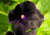 Comprar sementes de flor, semente de flores exóticas, sementes de amor perfeito eclipse, semente de amor-perfeito escuro, sementes para presente, plantar semente de flor no jardim, plantar sementes no vaso, comprar sementes de flor, comprar sementes de am