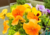 Comprar sementes de flor em promoção, comprar semente de amor-perfeito, plantar amor-perfeito, plantar sementes de amor-perfeito no jardim, plantar sementes de amor-perfeito no vaso, comprar sementes de amor perfeito no Armazém da Roça