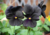 Comprar sementes de flor, semente de flores exóticas, sementes em promoção, semente de amor-perfeito, sementes para presente, plantar semente de flor no jardim, plantar sementes no vaso, comprar sementes de flor, comprar sementes de amor perfeito negro no