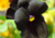 Comprar sementes de flor, semente de flores exóticas, sementes em promoção, semente de amor-perfeito, sementes para presente, plantar semente de flor no jardim, plantar sementes no vaso, comprar sementes de flor, comprar sementes de amor perfeito negro no