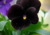 Comprar sementes de flor, semente de flores exóticas, sementes em promoção, semente de amor-perfeito, sementes para presente, plantar semente de flor no jardim, plantar sementes no vaso, comprar sementes de flor, comprar sementes de amor perfeito negro no
