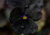 Comprar sementes de flor, semente de flores exóticas, sementes em promoção, semente de amor-perfeito, sementes para presente, plantar semente de flor no jardim, plantar sementes no vaso, comprar sementes de flor, comprar sementes de amor perfeito negro no