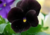 Comprar sementes de flor, semente de flores exóticas, sementes em promoção, semente de amor-perfeito, sementes para presente, plantar semente de flor no jardim, plantar sementes no vaso, comprar sementes de flor, comprar sementes de amor perfeito negro no