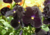 Comprar sementes de flor, semente de flores exóticas, sementes em promoção, semente de amor-perfeito, sementes para presente, plantar semente de flor no jardim, plantar sementes no vaso, comprar sementes de flor, comprar sementes de amor perfeito negro no