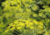 semente de aneto, semente de endro, semente de dill, sementes de aneto, sementes de endro, sementes de dill, comprar semente de dill, plantar dill, comprar sementes de aneto, comprar sementes de endro, comprar sementes