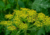 semente de aneto, semente de endro, semente de dill, sementes de aneto, sementes de endro, sementes de dill, comprar semente de dill, plantar dill, comprar sementes de aneto, comprar sementes de endro, comprar sementes