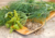 semente de aneto, semente de endro, semente de dill, sementes de aneto, sementes de endro, sementes de dill, comprar semente de dill, plantar dill, comprar sementes de aneto, comprar sementes de endro, comprar sementes
