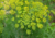 semente de aneto, semente de endro, semente de dill, sementes de aneto, sementes de endro, sementes de dill, comprar semente de dill, plantar dill, comprar sementes de aneto, comprar sementes de endro, comprar sementes