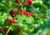 semente de aroeira pimenteira, sementes de aroeira pimenteira, comprar semente de aroeira pimenteira, semente de pimenta rosa, semente de aroeira verdadeira, sementes de pimenta rosa, semente de aroeira