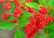 semente de aroeira pimenteira, sementes de aroeira pimenteira, comprar semente de aroeira pimenteira, semente de pimenta rosa, semente de aroeira verdadeira, sementes de pimenta rosa, semente de aroeira