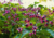 sementes de clerodendrum trichotomum, semente de clerodendrum trichotomum, semente de clerodendrum, sementes de clerodendrum, comprar semente de clerodendrum, sementes de arbustos, semente de árvore para calçada, semente da árvore do amor, sementes da árv