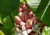 Semente de banana rosa crioula em promoção, comprar semente de banana rosa crioula, plantar semente de banana rosa crioula no jardim, plantar sementes de banana rosa crioula no vaso, comprar semente de  banana rosa crioula