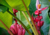 Semente de banana rosa crioula em promoção, comprar semente de banana rosa crioula, plantar semente de banana rosa crioula no jardim, plantar sementes de banana rosa crioula no vaso, comprar semente de  banana rosa crioula