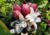 Semente de banana rosa crioula em promoção, comprar semente de banana rosa crioula, plantar semente de banana rosa crioula no jardim, plantar sementes de banana rosa crioula no vaso, comprar semente de  banana rosa crioula