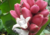 Semente de banana rosa crioula em promoção, comprar semente de banana rosa crioula, plantar semente de banana rosa crioula no jardim, plantar sementes de banana rosa crioula no vaso, comprar semente de  banana rosa crioula