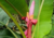 Semente de banana rosa crioula em promoção, comprar semente de banana rosa crioula, plantar semente de banana rosa crioula no jardim, plantar sementes de banana rosa crioula no vaso, comprar semente de  banana rosa crioula