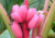 Semente de banana rosa crioula em promoção, comprar semente de banana rosa crioula, plantar semente de banana rosa crioula no jardim, plantar sementes de banana rosa crioula no vaso, comprar semente de  banana rosa crioula