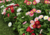 comprar sementes de Bonina, sementes de margaridinha rapazinho, semente de bellis margaridinha, semente de bonina, comprar sementes e bulbos de flores, bulbos de flores lindas, flores diferente