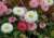 comprar sementes de Bonina, sementes de margaridinha rapazinho, semente de bellis margaridinha, semente de bonina, comprar sementes e bulbos de flores, bulbos de flores lindas, flores diferente